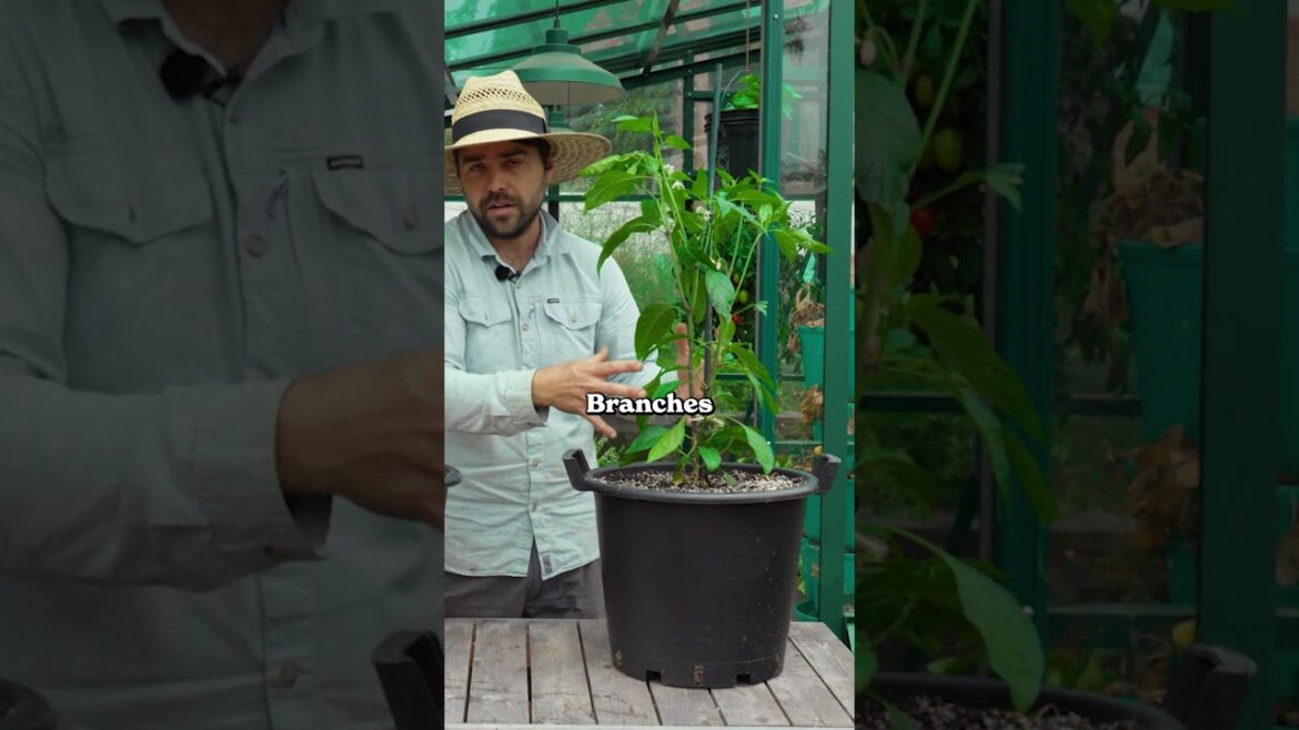 Epic Gardening: You should prune your peppers… You should prune your peppers...