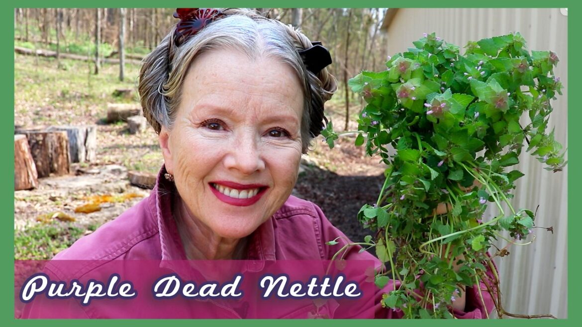 Purple Dead Nettle (how to make infused oil, salve, tincture) This Medicinal Plant has it ALL!