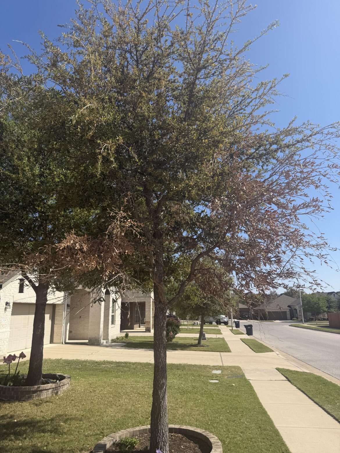 Help with my oak