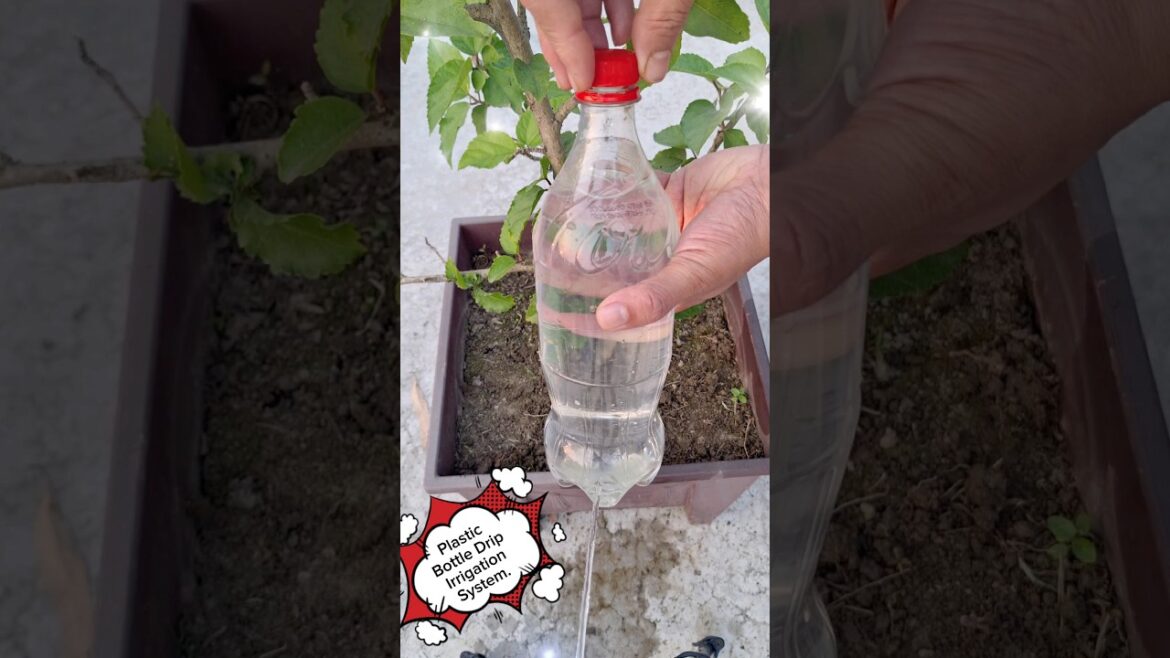 Genius plant watering hack with plastic bottles.dripirrigation