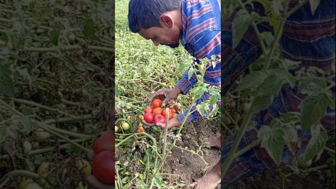 Juicy Tomato Harvest 🍅 at Sunrise 🌅 #shorts Juicy Tomato Harvest 🍅 at Sunrise 🌅 #shorts