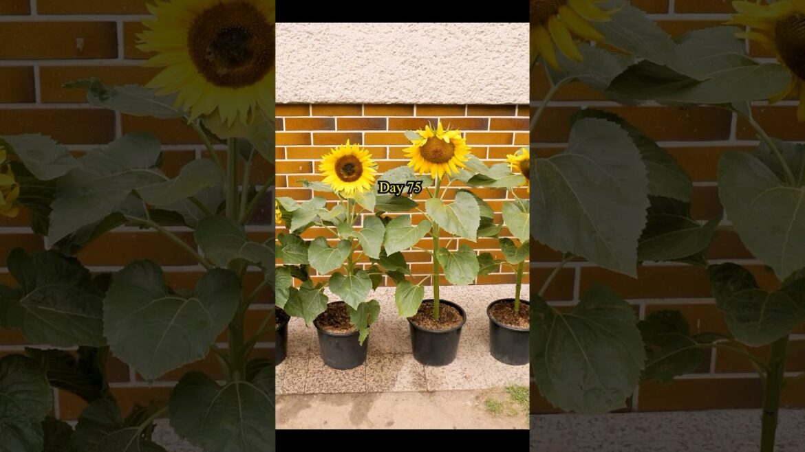Growing Sunflowers from Seed - in Small Containers