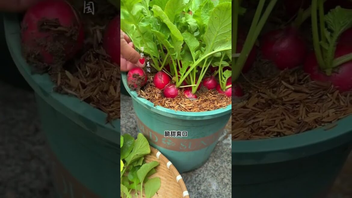 Transform Your 60m² Courtyard into a Veggie Paradise Transform Your 60m² Courtyard into a Veggie Paradise