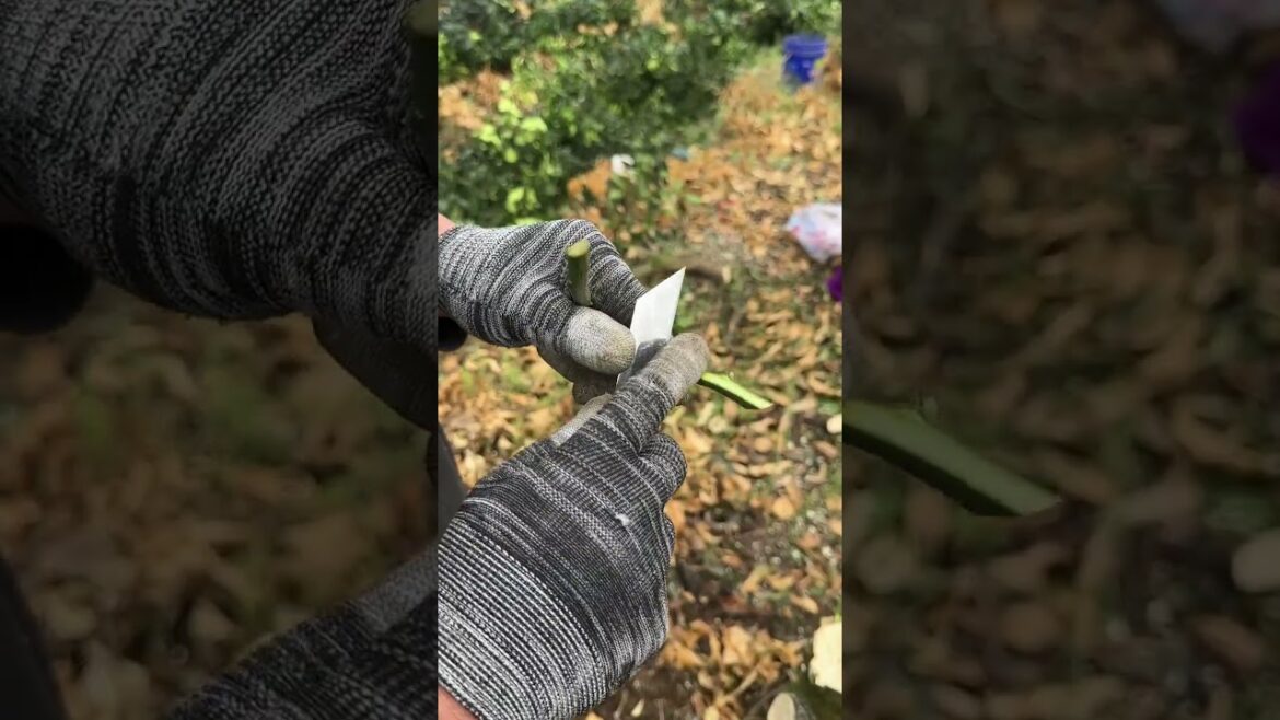 Master Fruit Tree Grafting Techniques
