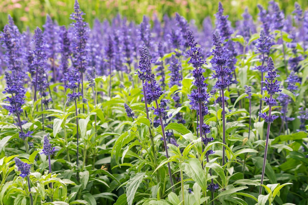 types of flowers salvia types of flowers salvia