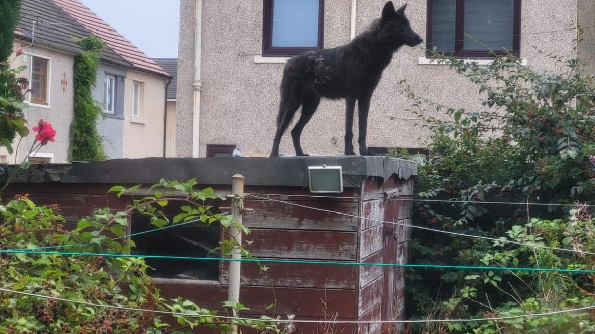 Falkirk wolfman who let pack roam garden was once victim of notorious catfish scam Daily Record