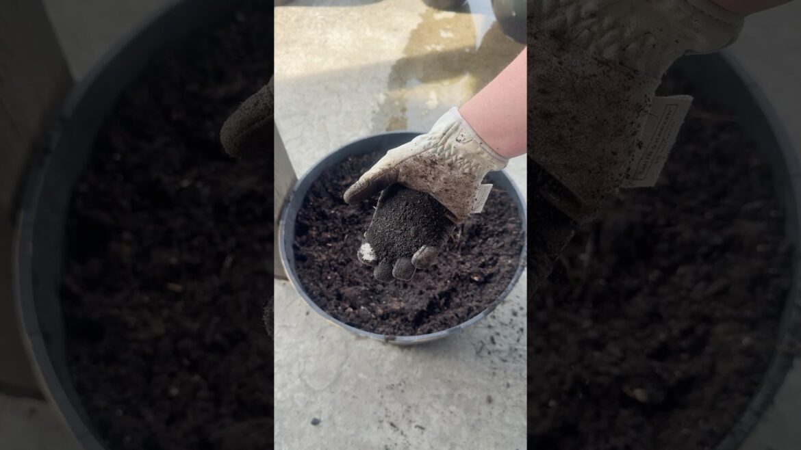 How To Prep Container Gardens for Spring Planting