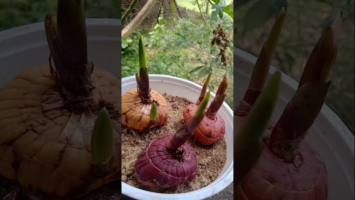 গ্লাড্ডুর এখন কী অবস্থা 🧐 #shorts #viral #trending #gardening #viralvideo #flowers #minivlog গ্লাড্ডুর এখন কী অবস্থা 🧐 #shorts #viral #trending #gardening #viralvideo #flowers #minivlog