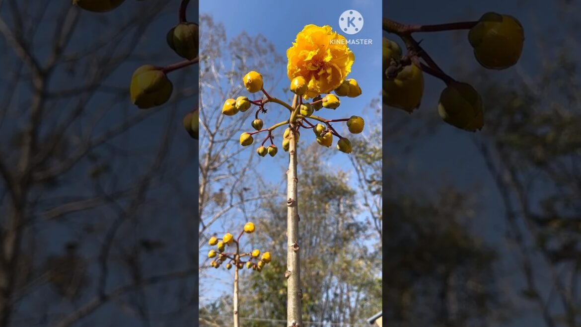 Growth stage of edible yellow cotton flowers #flowers #edibleflowers #gardening #plants