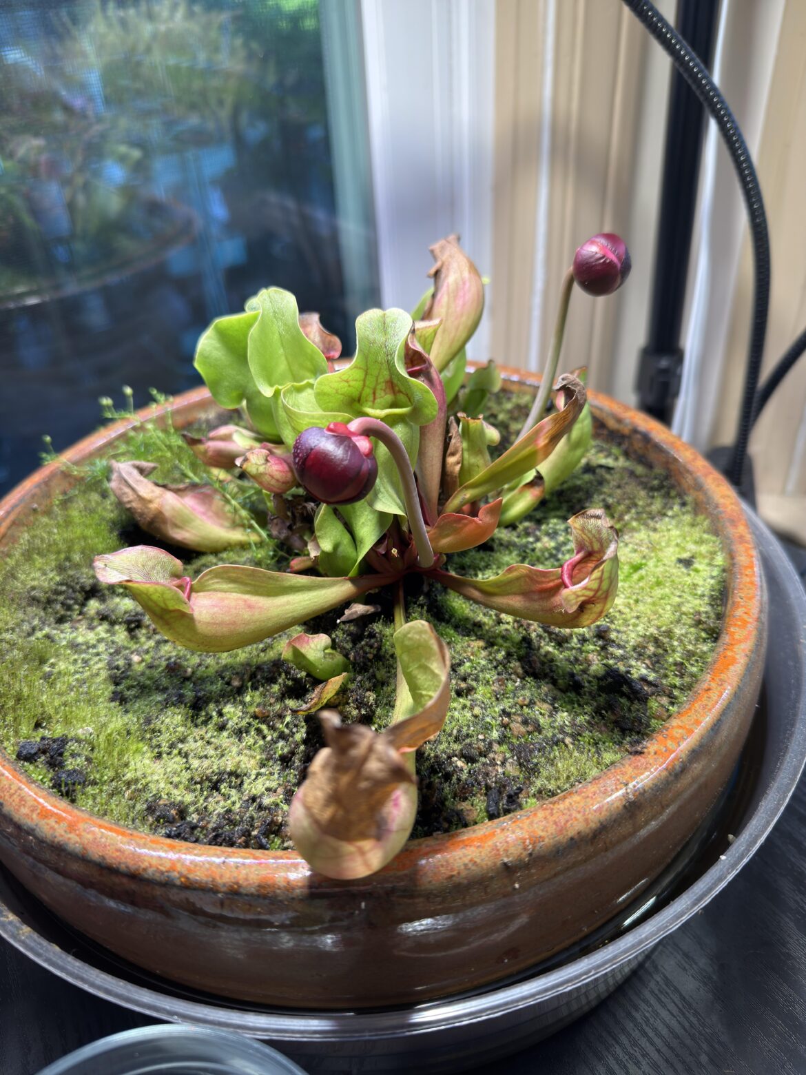 Are those going to be flowers?!