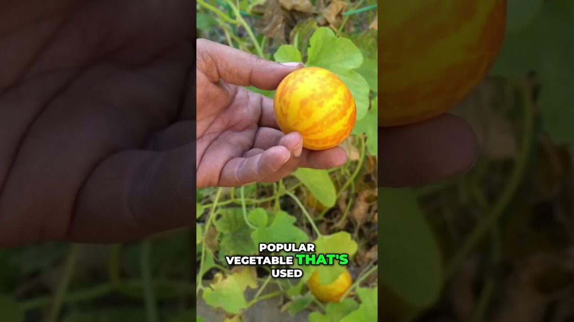 California Gardening: Sour Cucumber: Unique South Indian Dish Revealed! π₯π Sour Cucumber: Unique South Indian Dish Revealed! π₯π