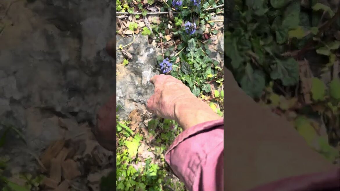 Look at the wildflowers!