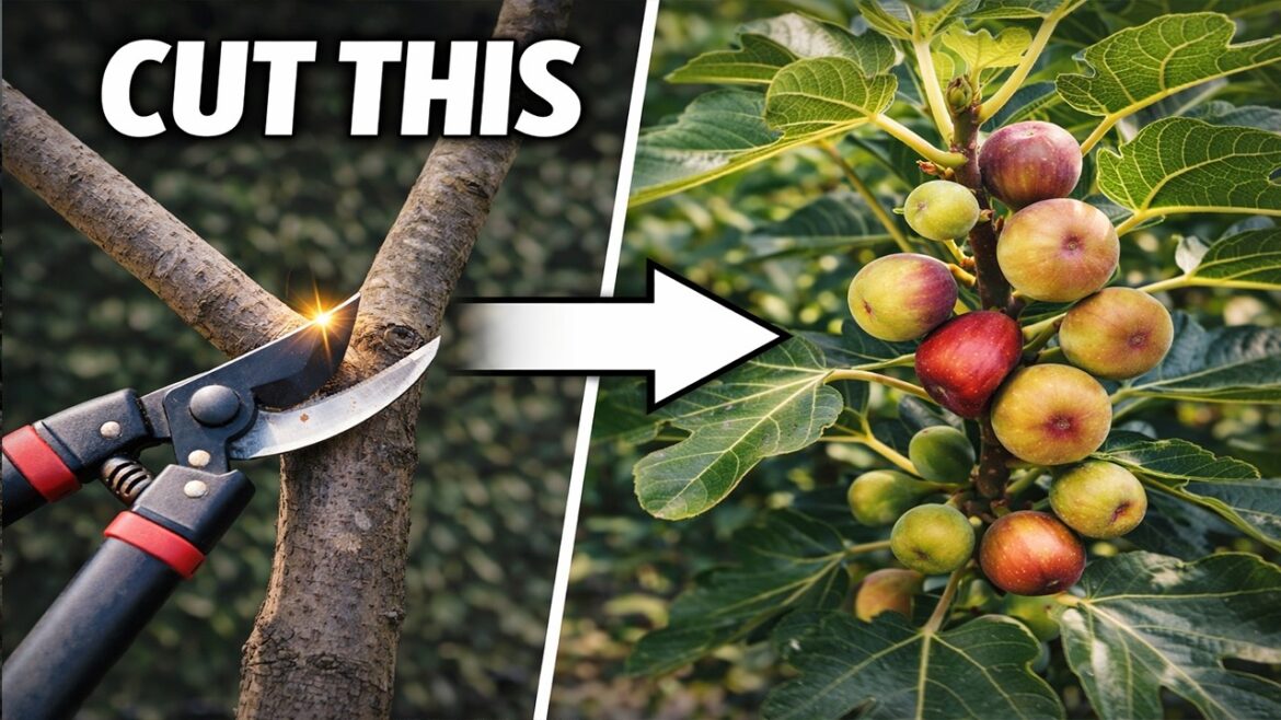 Cut THESE Branches for More Figs