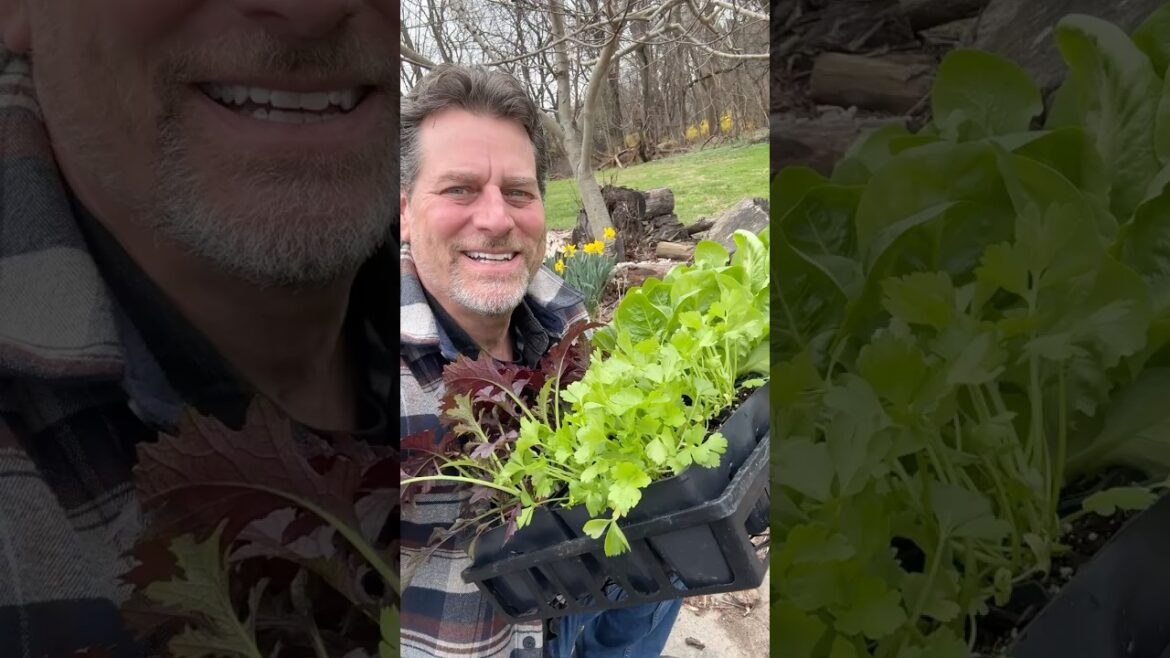 Gary Pilarchik: Don’t Get Ripped Off Buying Garden Transplants! #garden Don’t Get Ripped Off Buying Garden Transplants! #garden
