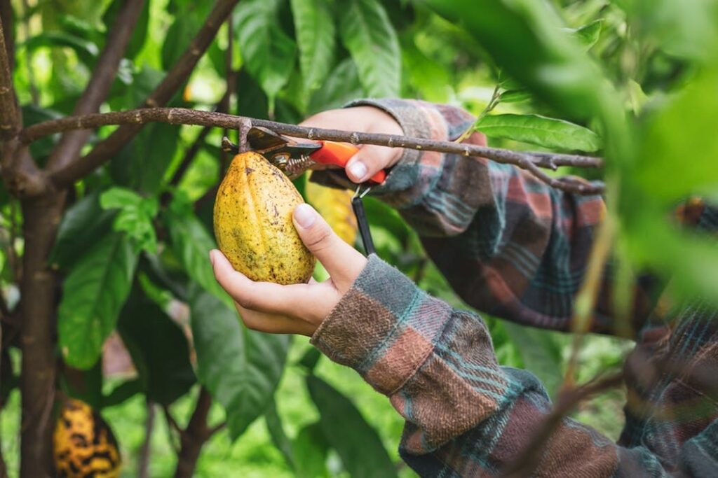 Cocoa farmers cut down trees for short-term gain, but keeping them is important – here’s why