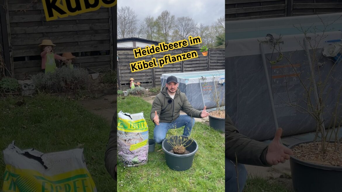 Heidelbeeren im Kübel pflanzen🫐🪴#gartenhack #heidelbeeren #gartentipps #garten #garden #gardening