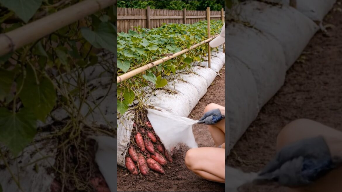 Growing Bountiful Sweet Potato Harvest in Soil Bags #gardening #vegetablegarden  #growyourownfood