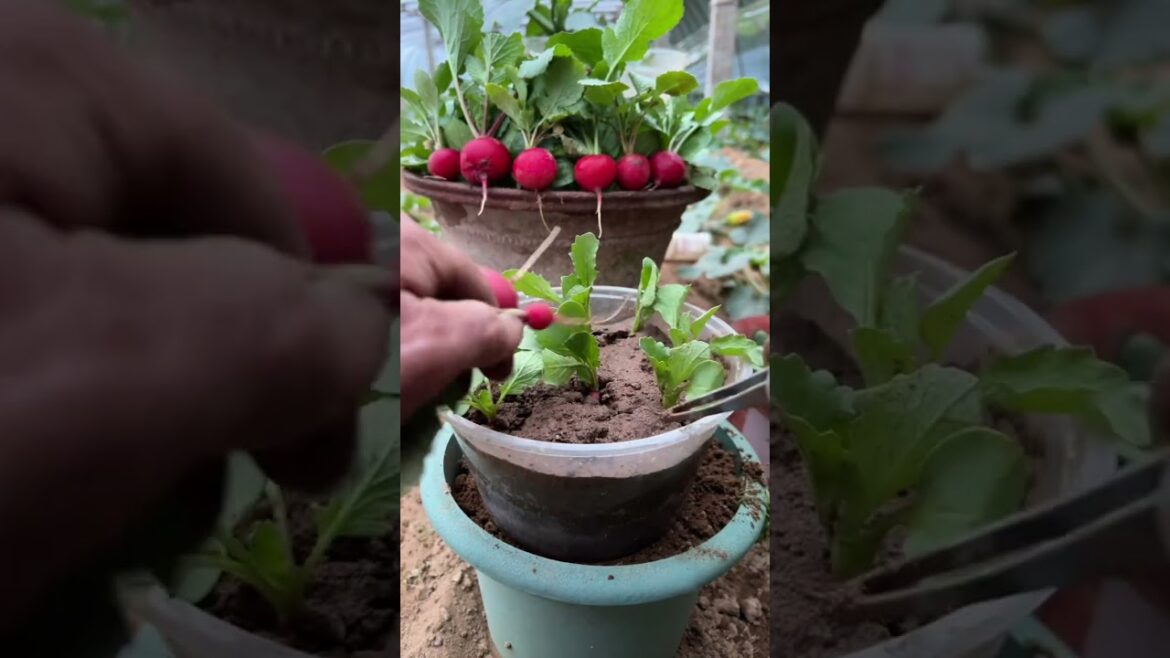 How to Plant Cherry Radishes in Your Home Garden – Easy & Fun How to Plant Cherry Radishes in Your Home Garden - Easy & Fun