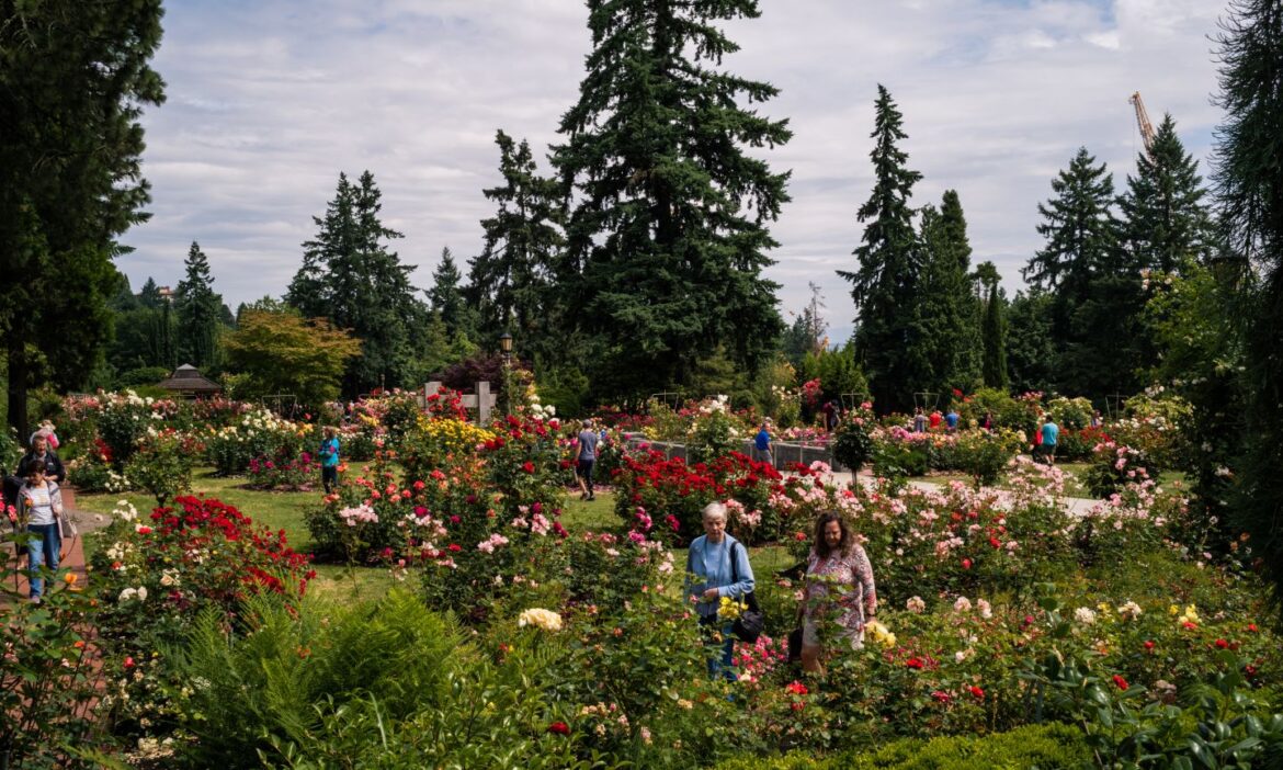 Visiting the Portland International Rose Test Garden Visiting the Portland International Rose Test Garden