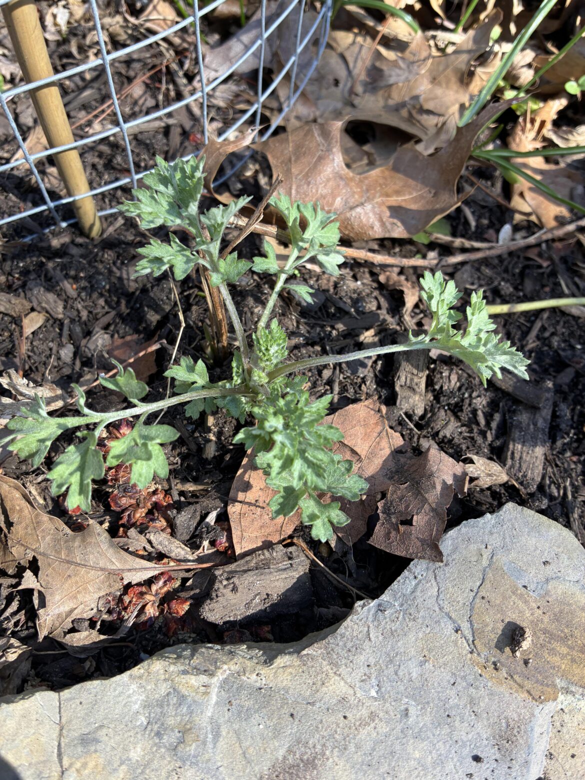 This doesn’t look like my aster..