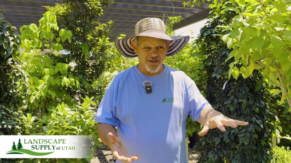 Landscape Supply of Utah – Bulk Landscape Supplies and Plant Nursery Landscape Supply of Utah - Bulk Landscape Supplies and Plant Nursery