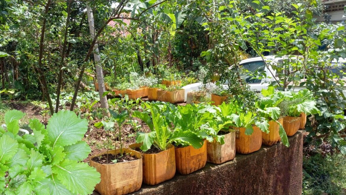 A Container Garden Tour, Growing Vegetables And Fruits In Containers.