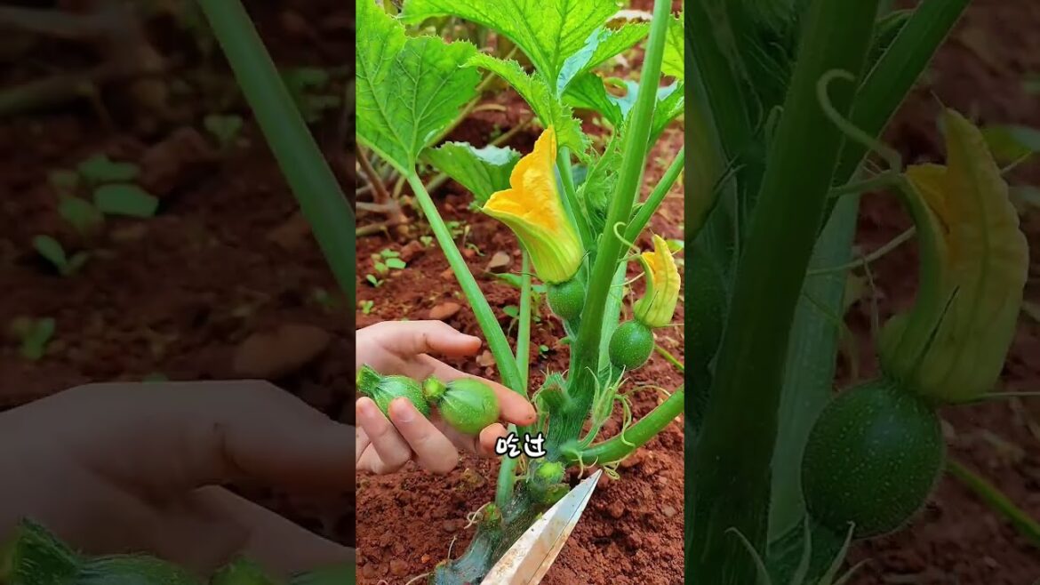 15 Edible Grass Varieties: Have You Ever Tasted These? Vegetables Wild 15 Edible Grass Varieties: Have You Ever Tasted These? Vegetables Wild