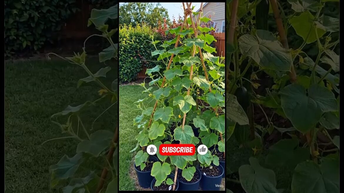 Grow Cucumbers Like This | DIY Vertical Garden Pyramid for Small Spaces#cucumber #growcucumbers Grow Cucumbers Like This | DIY Vertical Garden Pyramid for Small Spaces#cucumber #growcucumbers