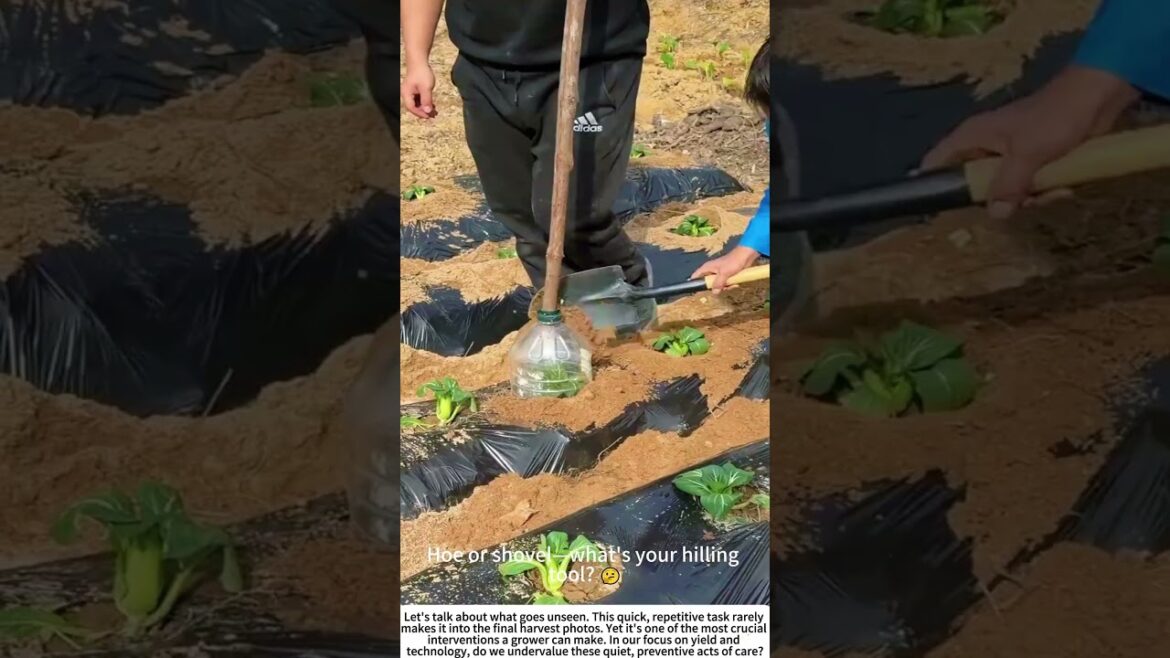 Root Support: Hand-Hilling Young Vegetable Seedlings ๐ฟ๐ง๐พ Root Support: Hand-Hilling Young Vegetable Seedlings ๐ฟ๐ง๐พ
