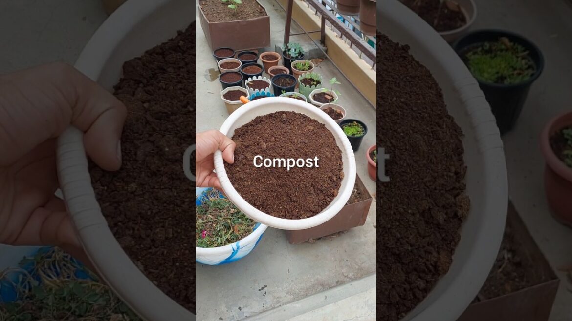 bade gamle ki mitti ko reuse kase kare 🤔 #gardeningforbeginners #gardeningtips #gardeninglife
