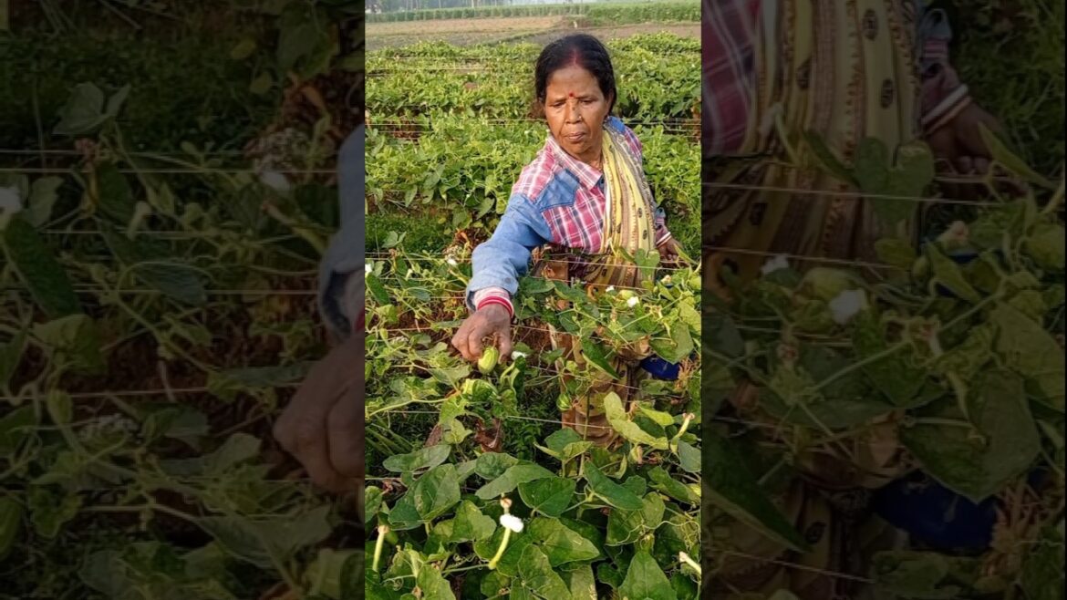 Early Morning Women Farmer Harvesting Pointed Gourd in Golden Light #shorts