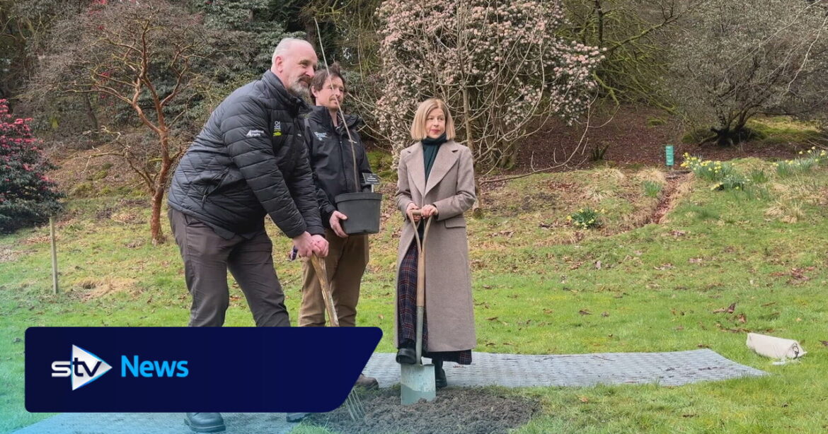 Sapling from felled Sycamore Gap tree planted at Benmore Botanic Garden Sapling from felled Sycamore Gap tree planted at Benmore Botanic Garden