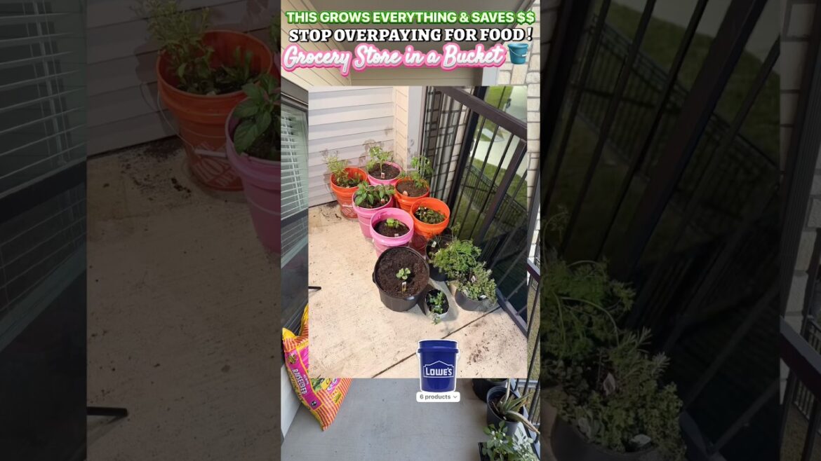 Stop Buying Groceries – Grow Them in Buckets Instead #containergardening