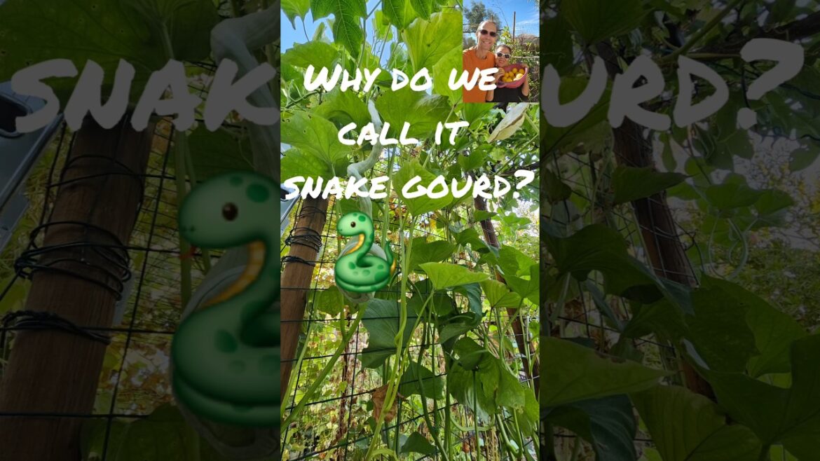 Must see this fascinating edible plant called snake gourd!#trichosanthes cucumerina#snakegourd