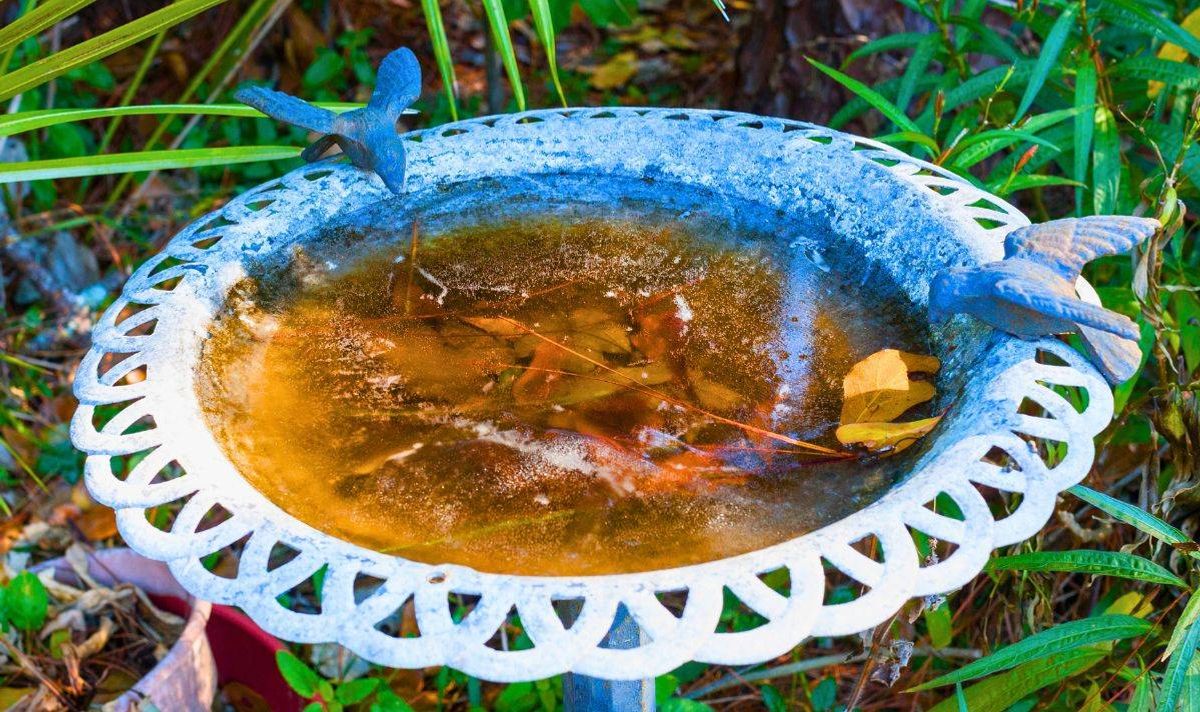 Picture of a dirty birdbath