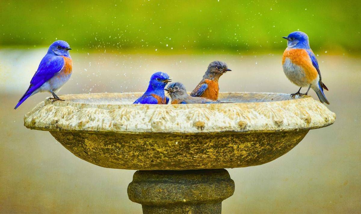 Picture of birds using a birdbath