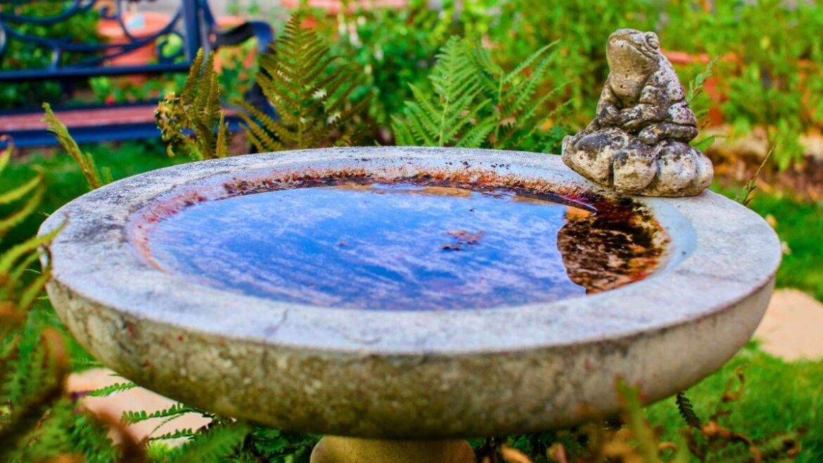 Anyone with a birdbath in their garden urged to add 1 natural item to it in spring Daily Mirror