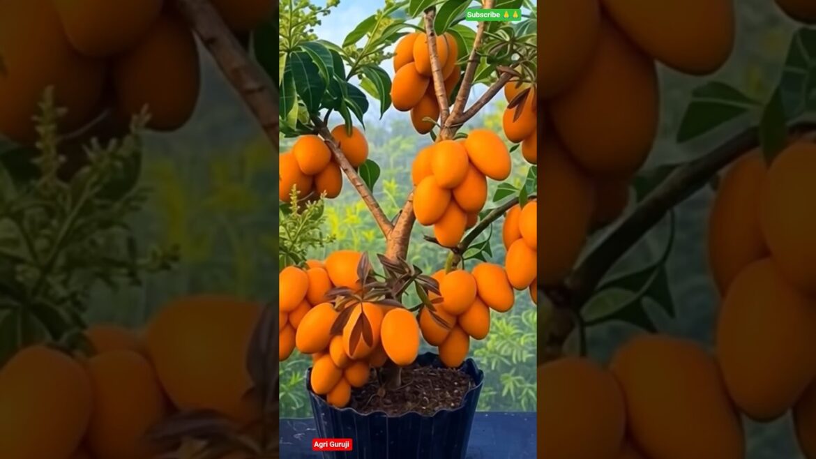 New tricks for plantation #shorts #farming #viral #fruit #garden New tricks for plantation #shorts #farming #viral #fruit #garden