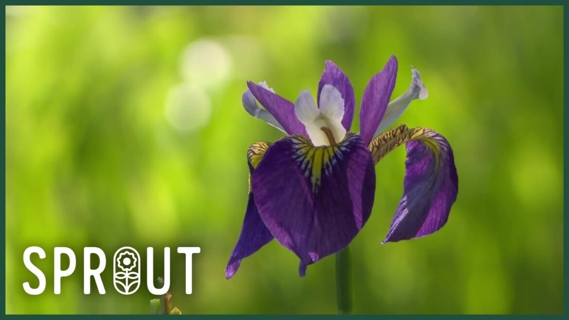 Wildlife Pond Tips, Coastal Gardening, and Easy Plants for Every Garden