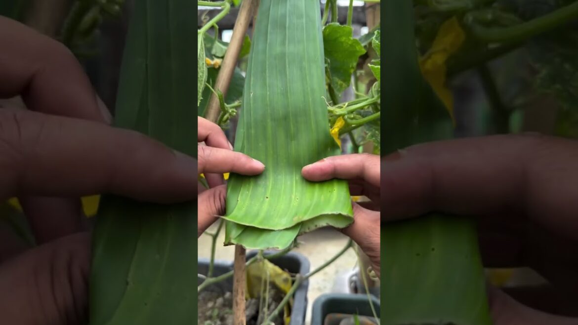 Cucumber protects tips from insects by using banana leafes #gardening #ytshorts