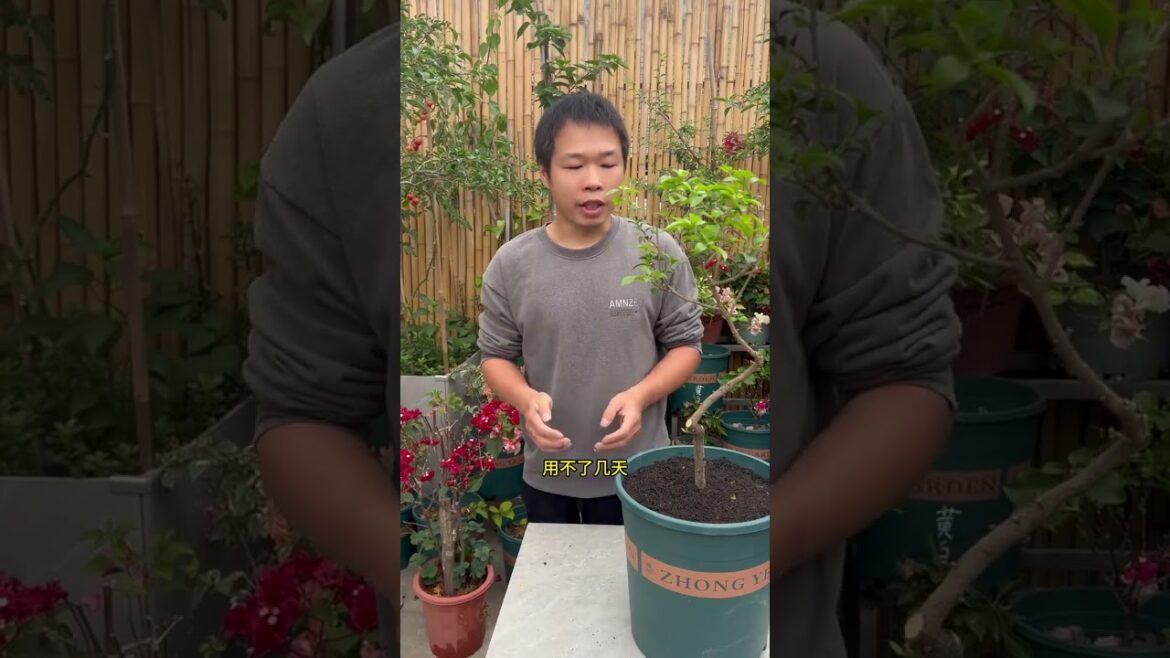 Unlocking the Secret to Healthy Soil for Flowers: Tips to Revive Your Garden Unlocking the Secret to Healthy Soil for Flowers: Tips to Revive Your Garden