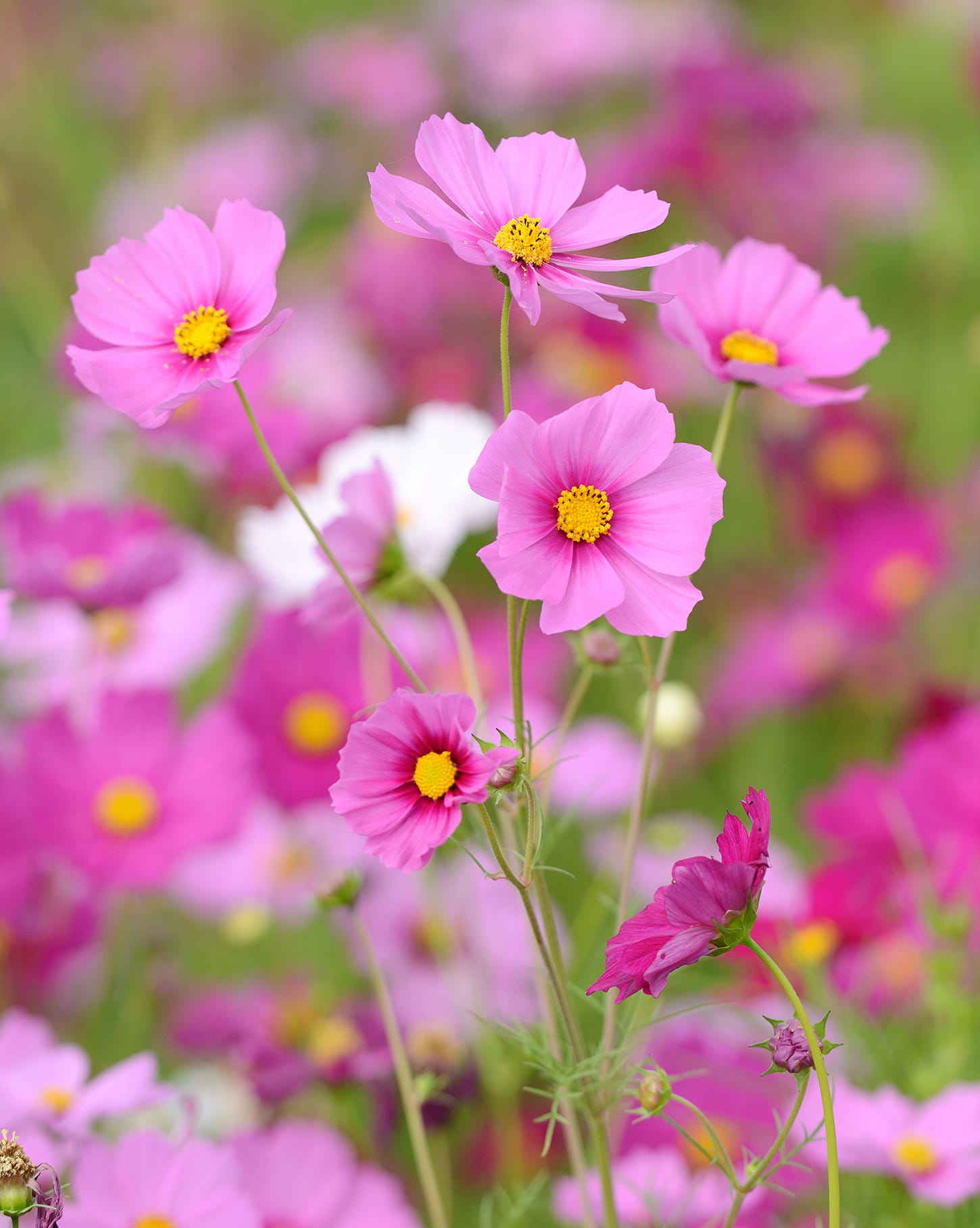 flowers to frow from seed cosmos