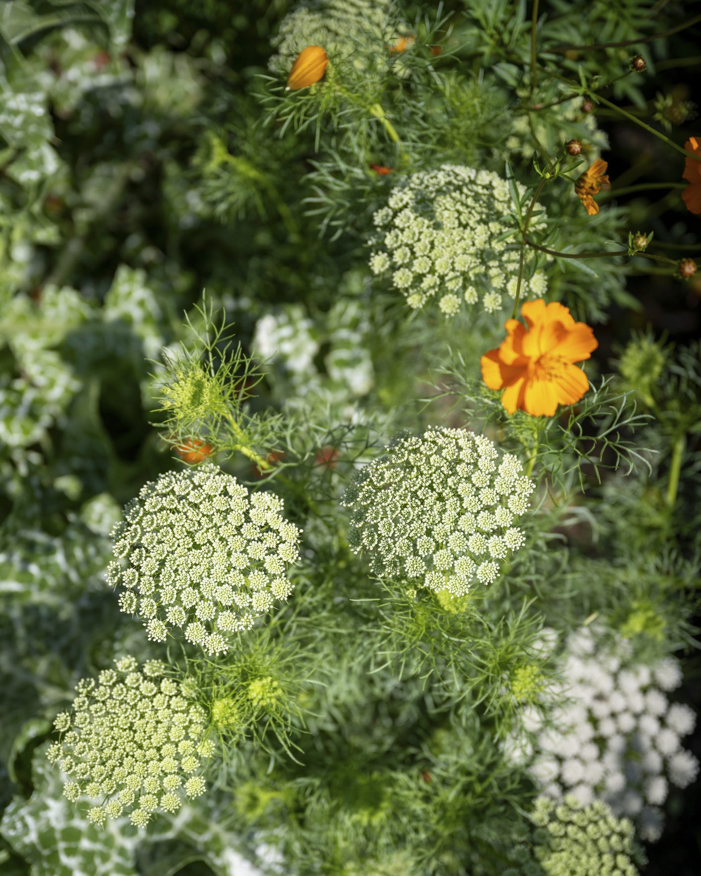 self seeding flowers ammi