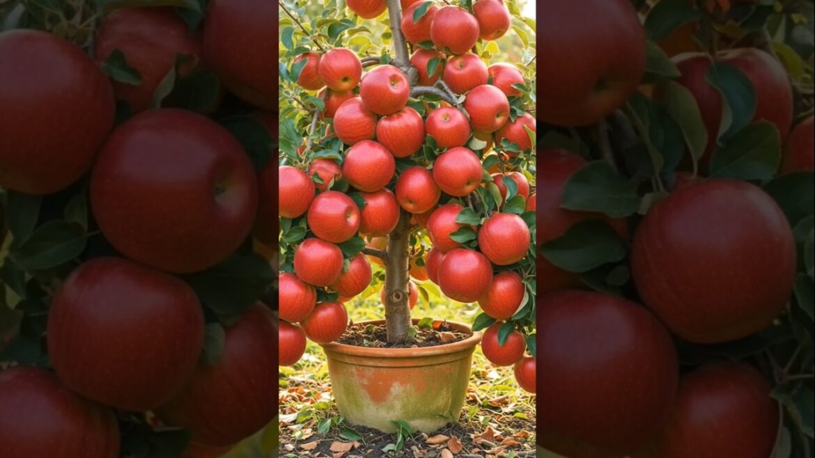 🍎 Grow Apple Tree in Pot 😱 | No Garden Needed! #shorts 🍎 Grow Apple Tree in Pot 😱 | No Garden Needed! #shorts