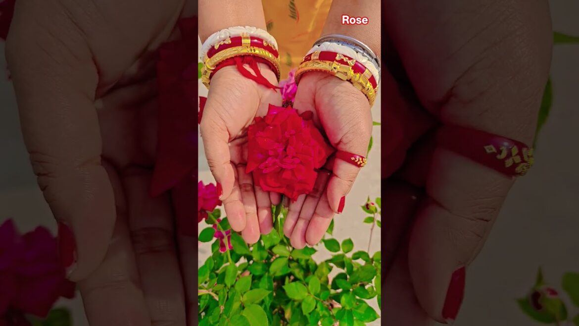 ফুল নিয়ে টিকটক #gardening #youtubeshorts #UpdateGardening #garden #youtubeshort #flowers #rose ফুল নিয়ে টিকটক #gardening #youtubeshorts #UpdateGardening #garden #youtubeshort #flowers #rose