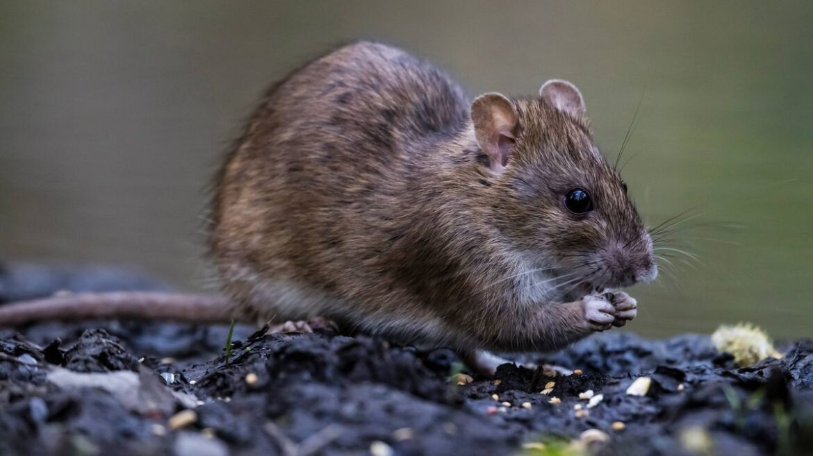 Rats can take control of your garden if you leave 1 item outside in April Daily Mirror