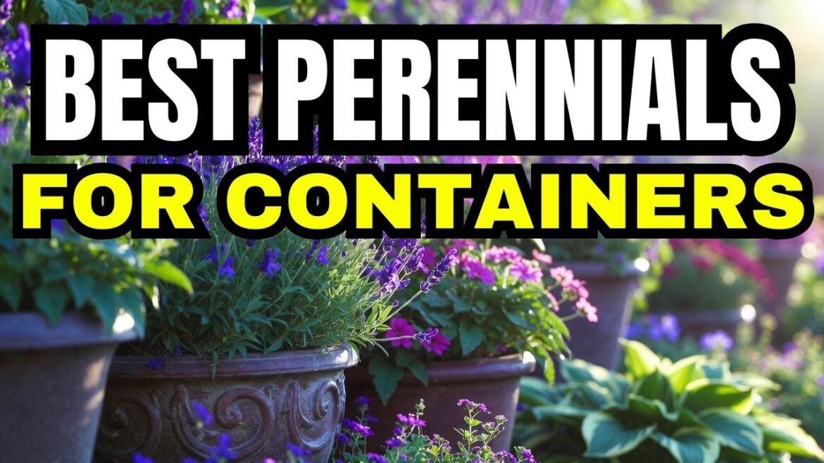 🌿 Top 7 Easiest Perennials for Container Gardening | Plants That Come Back Every Year!