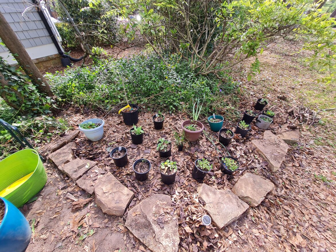 Planting my first bed at new house!