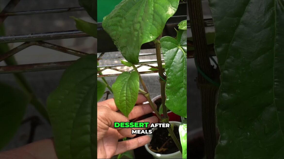 California Gardening: Grow Exotic Betel Leaf (Paan) in Your Garden! 🍃✨ Grow Exotic Betel Leaf (Paan) in Your Garden! 🍃✨