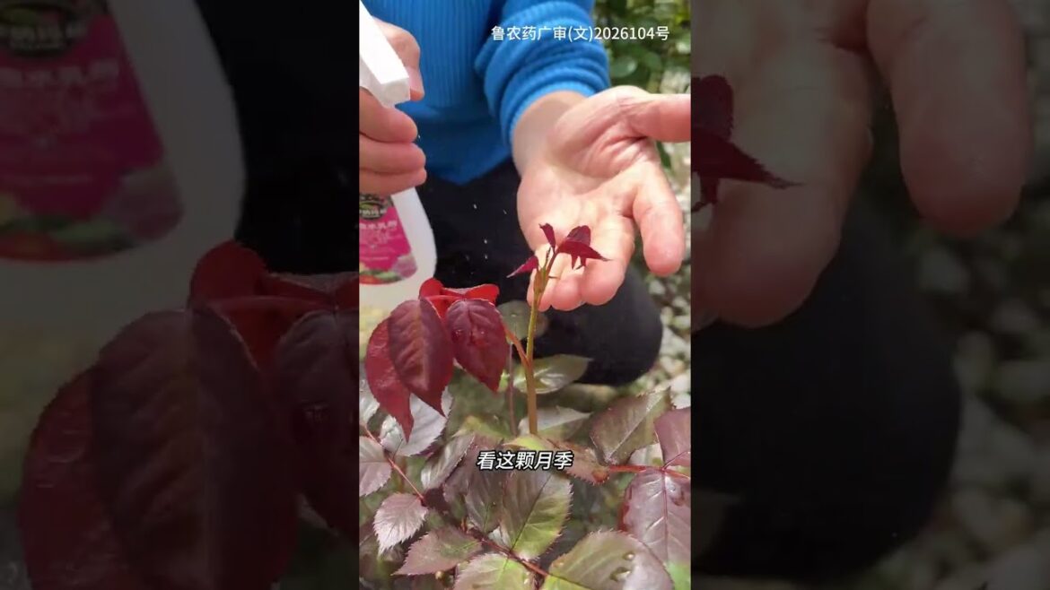 Blossoming Moon Season: A Aphid Infestation Showdown